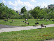 安大略省风光展示-启德教育